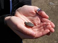 A tiny hatchling turtle from the beach at Petrie Island, Jane's Walk 2013.