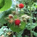Wild raspberries / framboises sauvages
