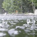 Rain drops kick up a storm on the water's surface. 