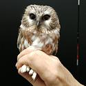 This Northern Saw-Whet Owl is currently in rehabilitation with Safe Wings Ottawa (2024).