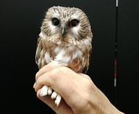 This Northern Saw-Whet Owl is currently in rehabilitation with Safe Wings Ottawa (2024).