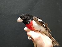 A rose-breasted grosbeak rescued and rehabilitated by Safe Wings Ottawa (photo by Anouk Hoedeman).  