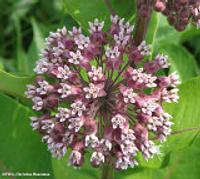 Common milkweed, which is the exclusive diet of the Monarch butterfly. 
