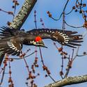 Pileated woodpecker in flight (sighted at Mud Lake in Ottawa's west end.