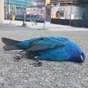 An indigo bunting stunned or killed by a collision with a window. 