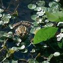Pickerel frog among the water plants. 