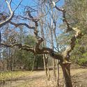 A dead tree provides visual interest along the path, Fletcher Wildlife Garden.