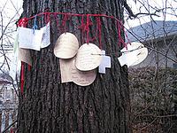 Bur oak decorated with love notes