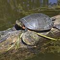 Turtle sunning on a log at Petrie Island.