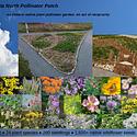 Info graphic on Kanata North Pollinator Patch plantings.