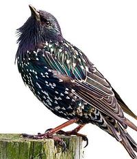 Starling