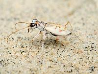 The Ghost Tiger Beetle's colouring gives it almost perfect camouflaged against the sand, where it is nearly invisible. 