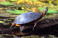 Turtle basking at Petrie Island.
