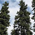 White Spruce is a large coniferous evergreen tree, having needles about 1.5 to 2 cm long that are arranged in a spiral pattern around the twigs.
