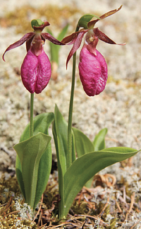 The pink ladyslipper orchid can be found in the sandy soil in the forests and near the edges of the Pinhey sand dunes.  They bloom in late May and early June. 