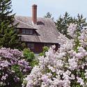 Lilacs in bloom at the ornamental garden at the Experimental Farm.