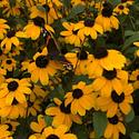 A butterfly settles on the black-eyed susans.