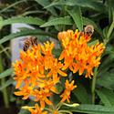Pollinators at work in the Frank St. Bee & Butterfly garden.  