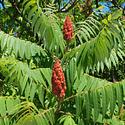 Staghorn sumac with berry clusters (panicles).
